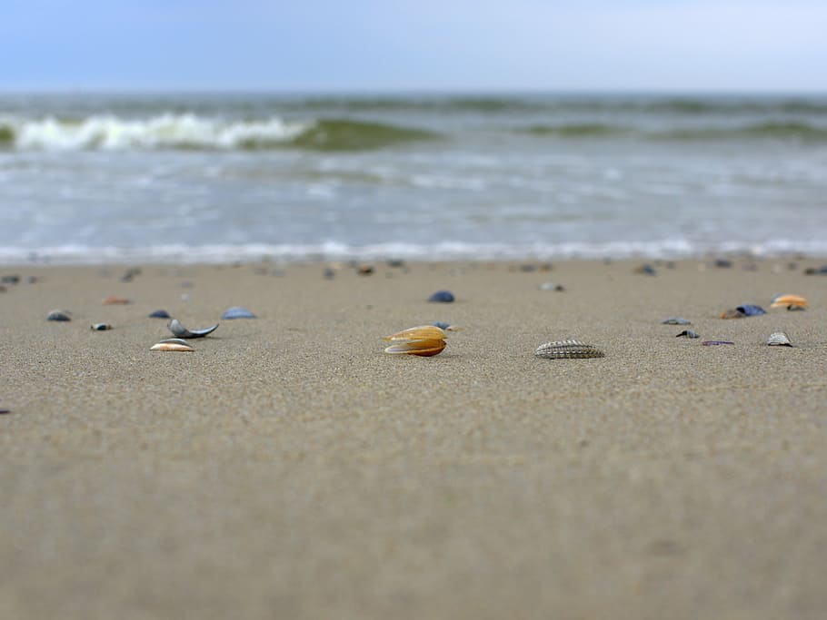 selective focus photography of shells on shore, mussels, beach, HD wallpaper