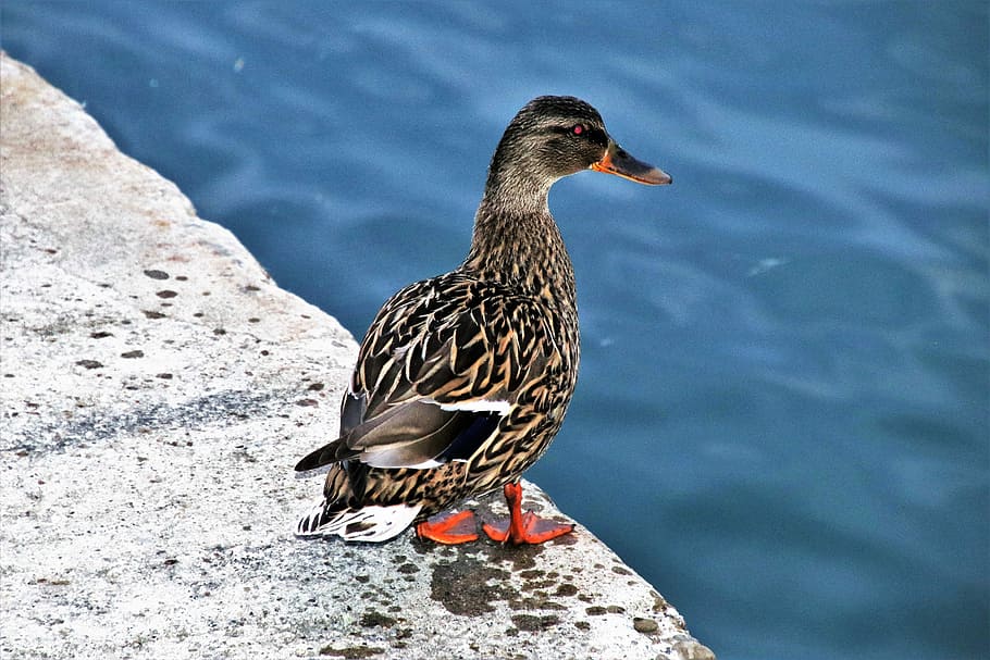 duck, gray, beach, lake, birds, nature, animals, pen, monolithic part of the waters HD wallpaper