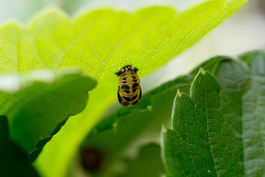 larva, ladybug, mummy doll, twenty-two point, setae bristles, HD wallpaper