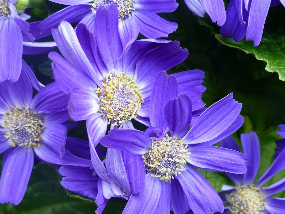 gerbera, blossom, bloom, nature, purple, plant, flower, no people HD wallpaper