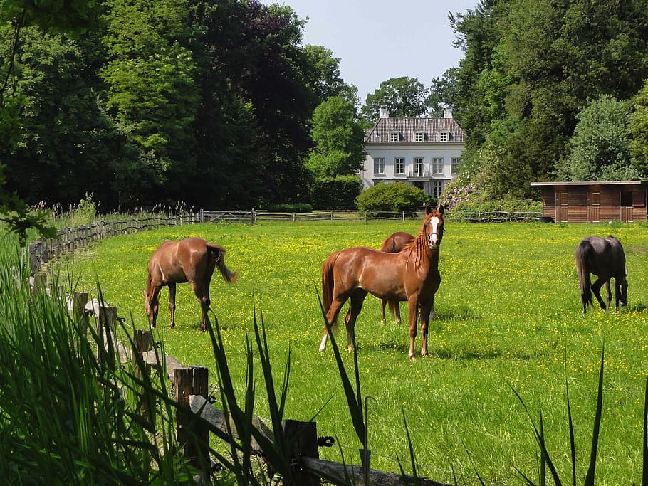 herd of horse on ranch, netherlands, sky, clouds, scenic, house HD wallpaper