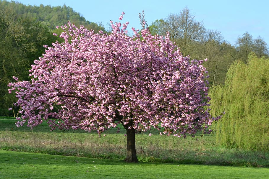 cherry blossom tree painting, nature, landscape, flowers, magnolia HD wallpaper