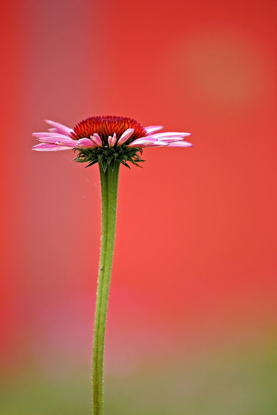 closeup photo of pink petaled flower, garden, gracefully, red HD wallpaper