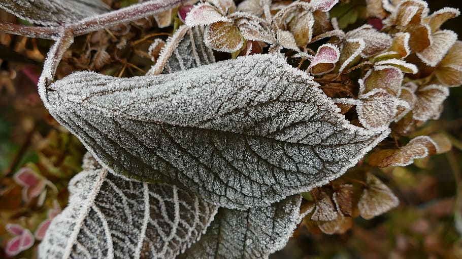 Hoarfrost, Leaf, Hydrangea, frozen, cold, leaves, close-up HD wallpaper
