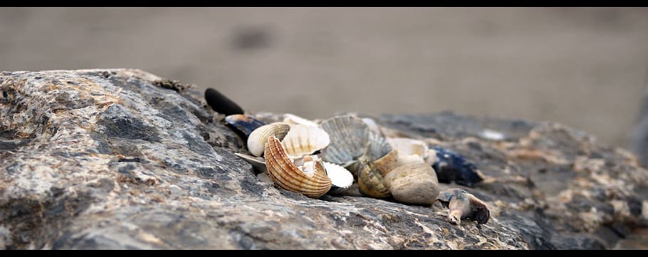 shell, rock, see, nature, beach, ocean, stone, water, natural HD wallpaper