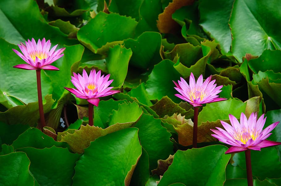 HD wallpaper: close-up photo of pink petaled flowers, lotus, autumn ...