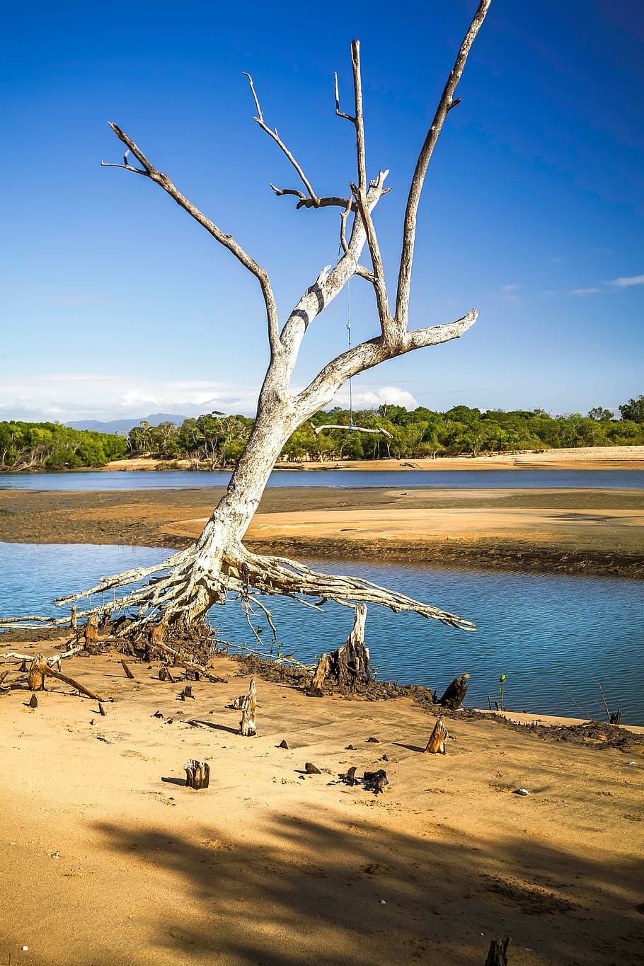 one tree, mangrove area, rope swing, water, sky, beauty in nature HD wallpaper
