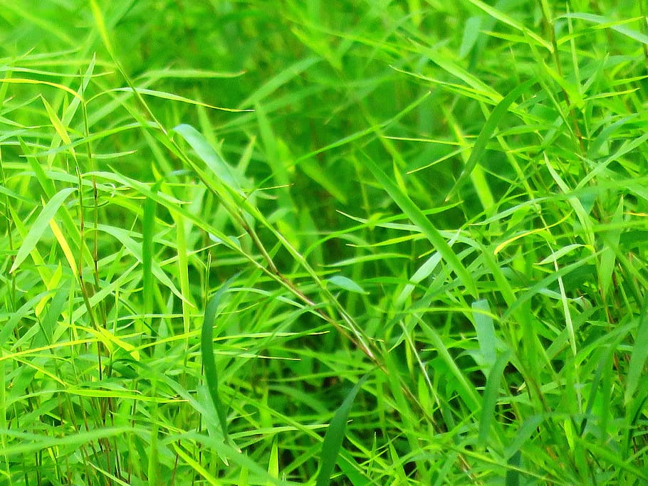 green grass, Background, Grass, Green, Green, Grass, texture HD wallpaper