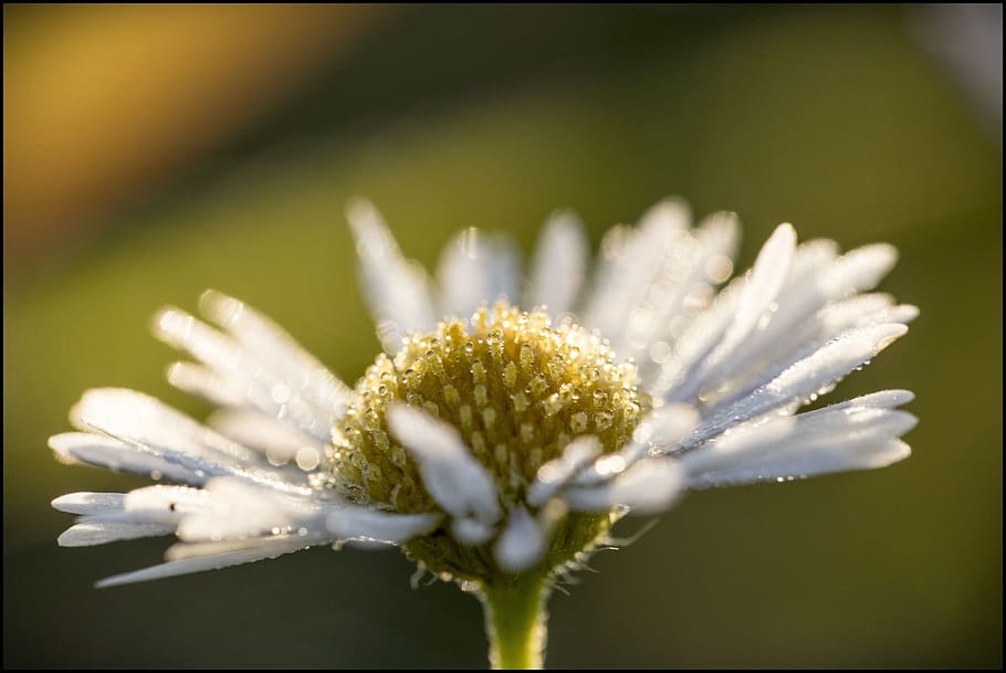 flower, dawn, plant, flowering plant, vulnerability, fragility HD wallpaper