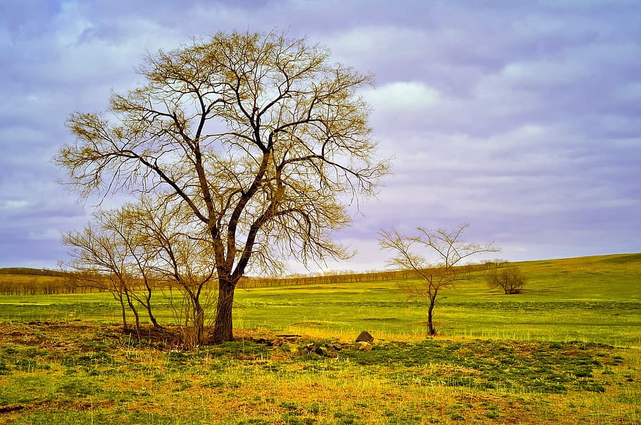leafless tree and green grass photo, landscape, field, color HD wallpaper