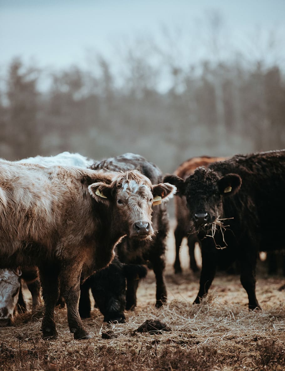 Cows grazing on a winters morning, herd of cattle eating hay taken at daytime HD wallpaper