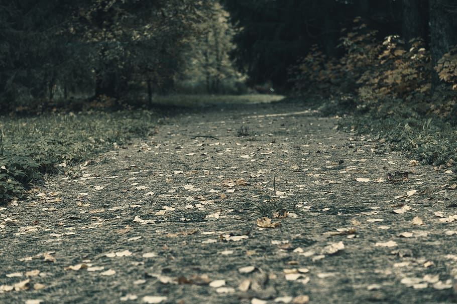 track, park, autumn, direction, the way forward, no people HD wallpaper