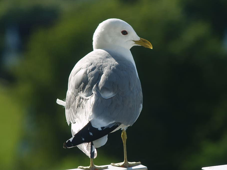 seagull, seevogel, close, bird, animal themes, vertebrate, animals in the wild HD wallpaper
