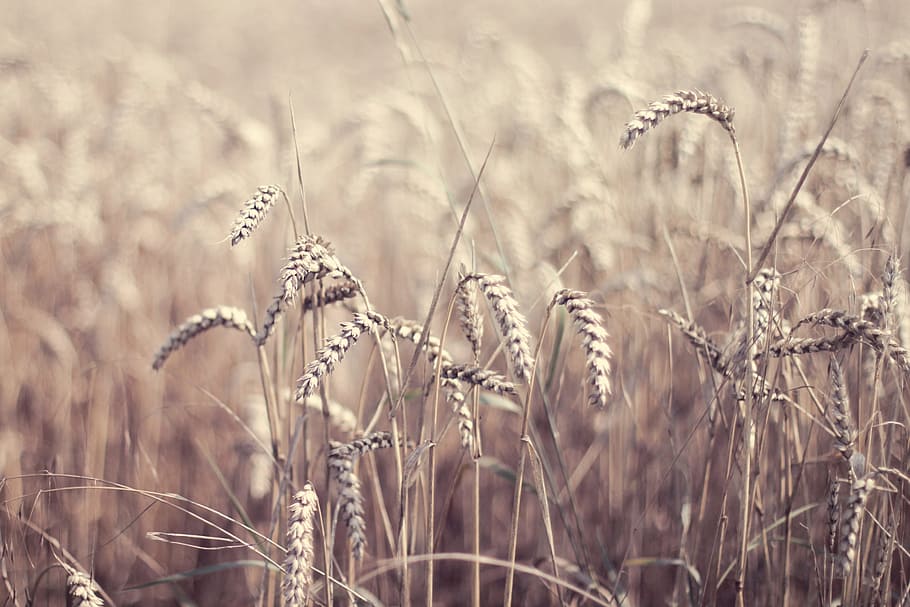 field of wheat, brown wheat field, grain, photography, crop, cereal, HD wallpaper