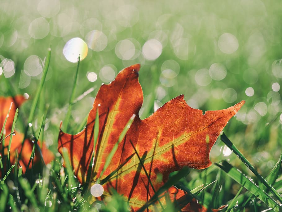 macro photo of red maple leaf on grass, brown leafed plant on grass HD wallpaper