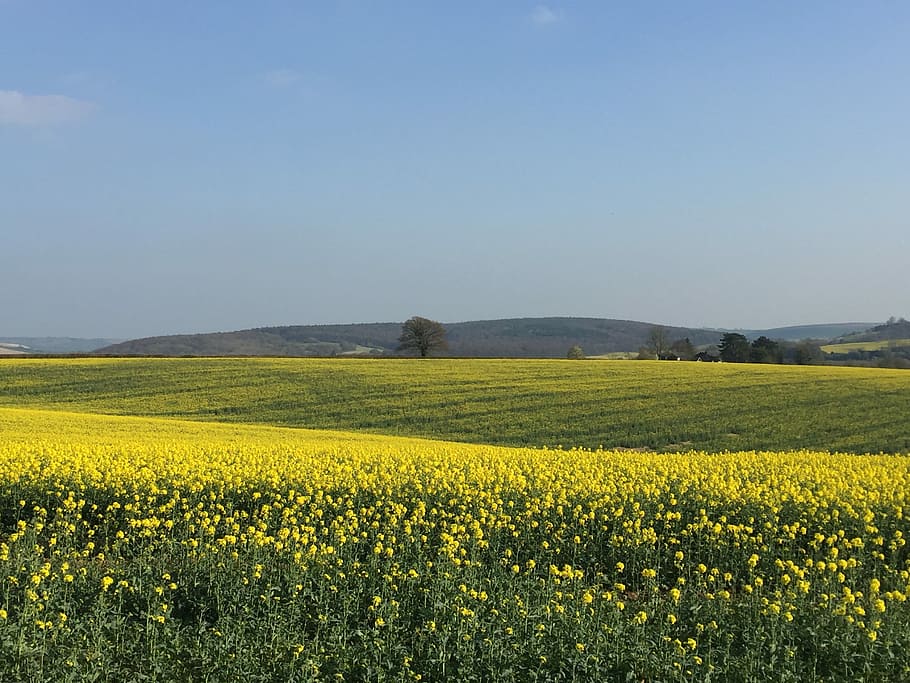 Rape, Field, Yellow, sky, agriculture, crop, rural scene, oilseed rape HD wallpaper