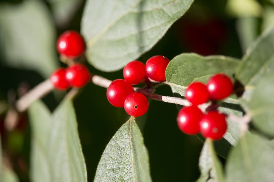 nature, leaf, berry, tree, fruit, food, plant, red, food and drink HD wallpaper