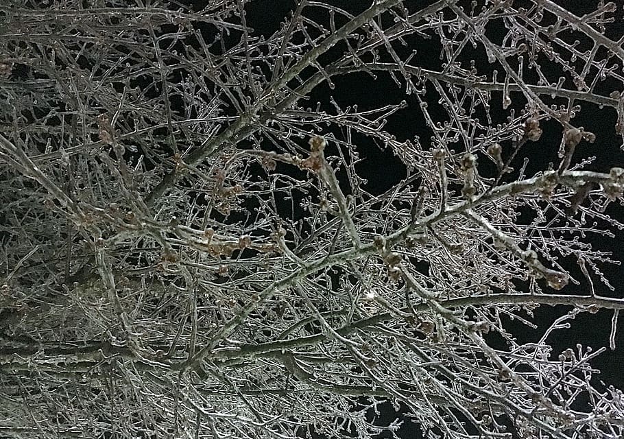 Ice, Tree, Winter, Night, Nature, Cold, frost, outdoor, white HD wallpaper