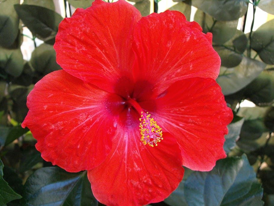 red flower, hibiscus, colorful, colored, malvaceae, nature, HD wallpaper