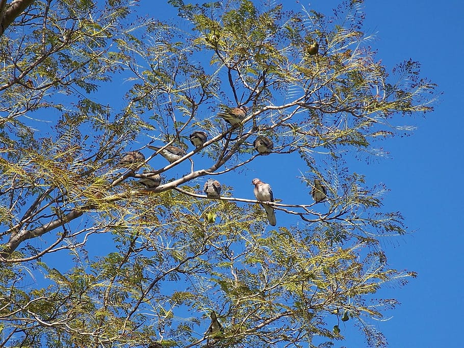 birds, pigeons, tree, sky, blue, plant, vertebrate, animal wildlife HD wallpaper