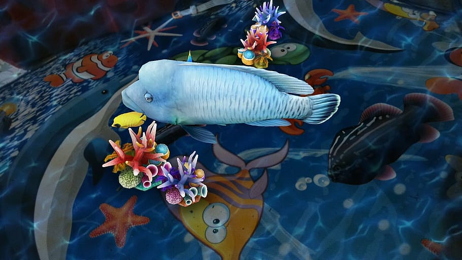 fish, water, bargain, sea, animal, sea life, underwater, animal themes HD wallpaper