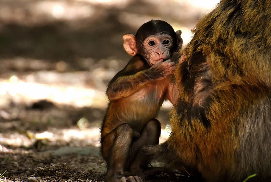 primate standing on ground, Baby Monkey, Barbary Ape, endangered species, HD wallpaper