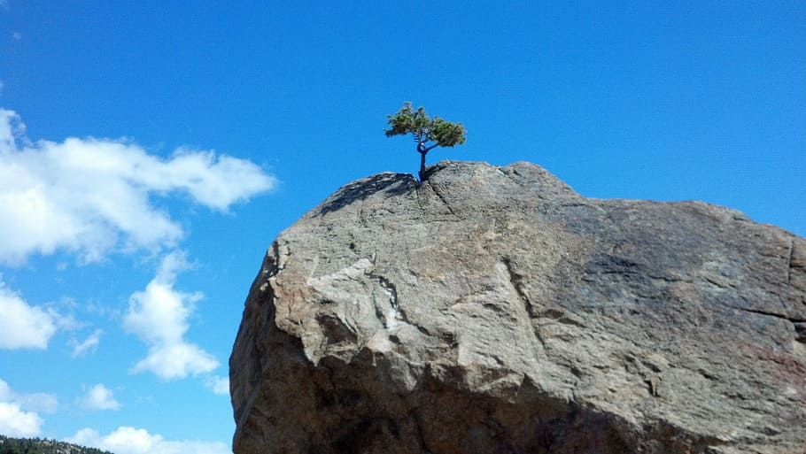 gray stone, Tree, Rock, Courage, Nature, sky, blue, stand out HD wallpaper