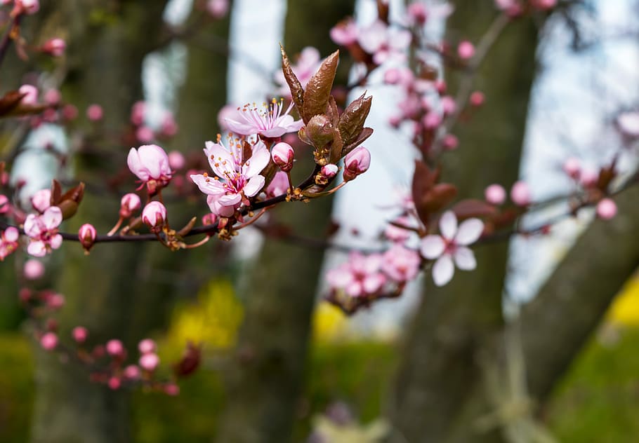 tree, nature, petal, close, bright, flower, flowering plant HD wallpaper