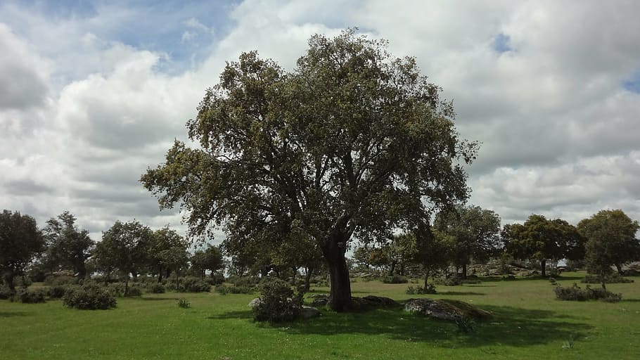encina, field, landscape, tree, plant, cloud - sky, beauty in nature HD wallpaper