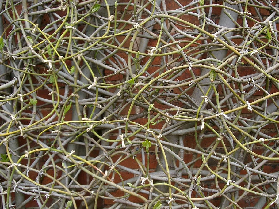 clematis, branches, winter, plant, nature, climbing, season HD wallpaper