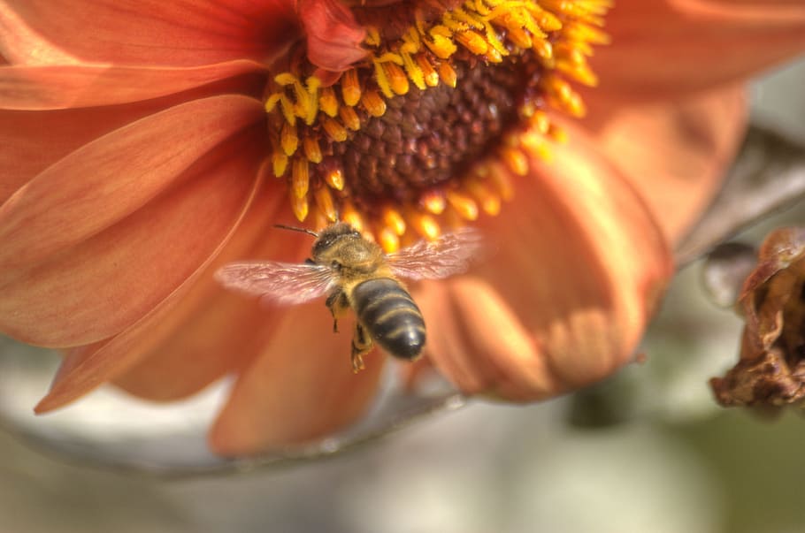 Bee, Flower, Orange, Garden, Insect, nature, beautiful, fly HD wallpaper