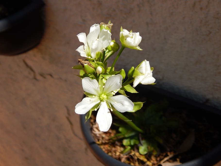 flower, venus flytrap, nature, white flower, garden, button HD wallpaper