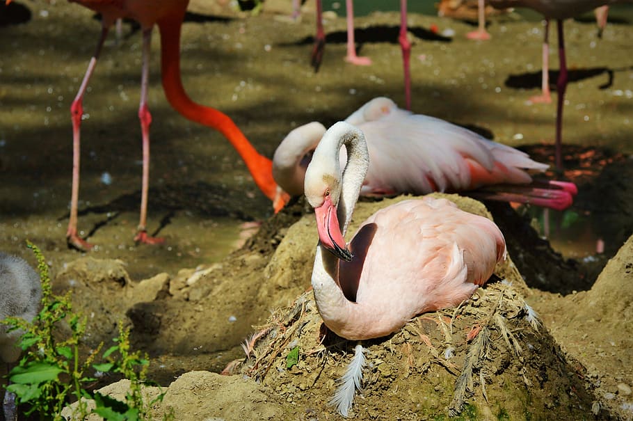 Flamingo, Bird, Pink, Plumage, bill, feather, birds, animal HD wallpaper