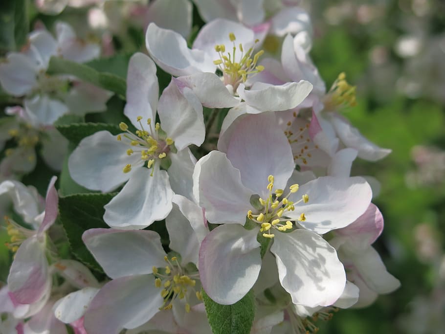 Apple, Blossoms, Spring, White, Bloom, nature, petal, tree HD wallpaper