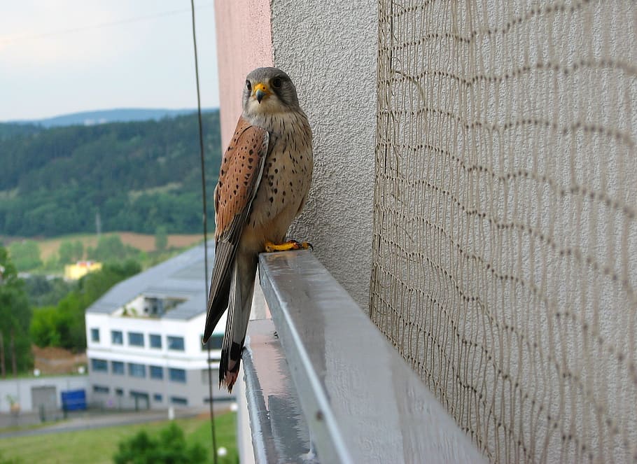 kestrel, bird, balcony, perched, nature, outside, macro, close-up HD wallpaper