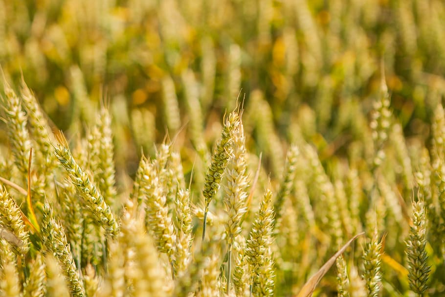 Rye, Field, Harvest, growth, agriculture, nature, cereal plant HD wallpaper