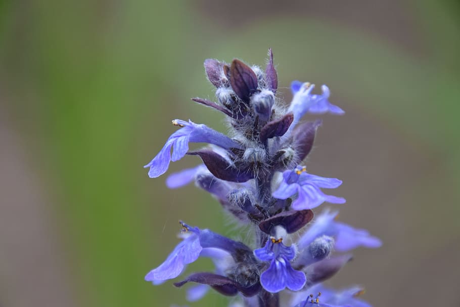 flower, beauty, nature separated by comma, flowering plant HD wallpaper