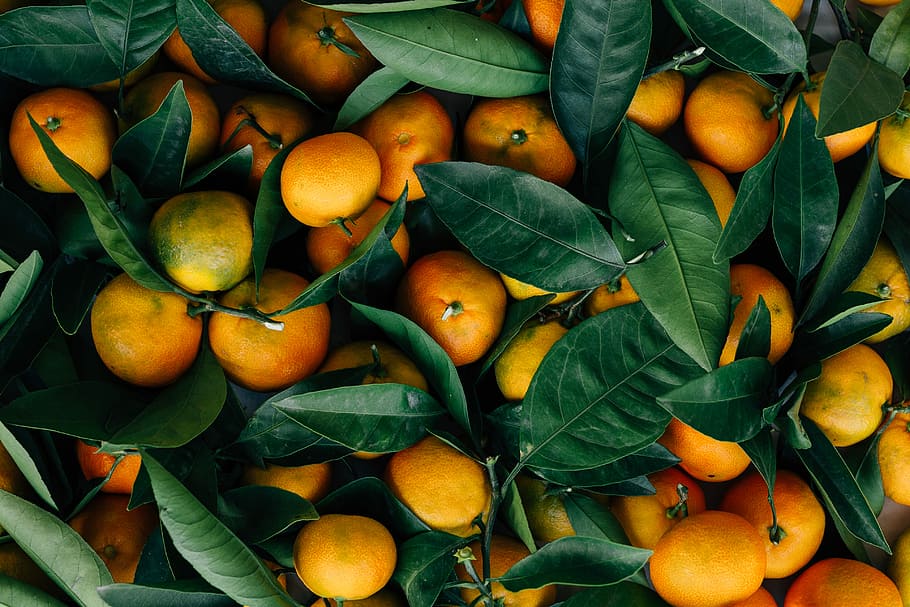 orange fruits, leaves, citrus, satsuma, natural, sugar, sweet, HD wallpaper