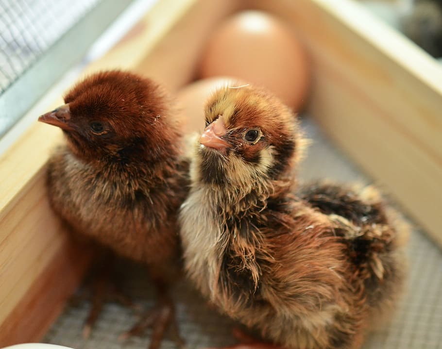 two newborn chicks, hatched, fluffy, young animal, poultry HD wallpaper