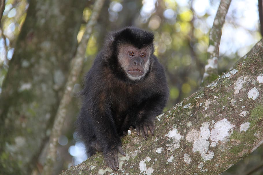monkey, observe, guard, animal wildlife, mammal, one animal HD wallpaper