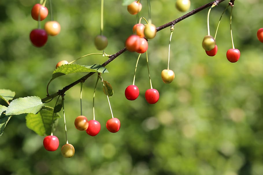 Sour Cherry, Fruit, Fresh, Organic, healthy, agriculture, delicious HD wallpaper