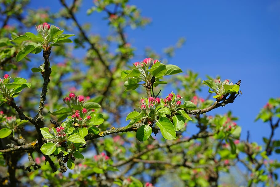 apple tree, apple blossoms, flowers, red, go up, bloom, spring HD wallpaper