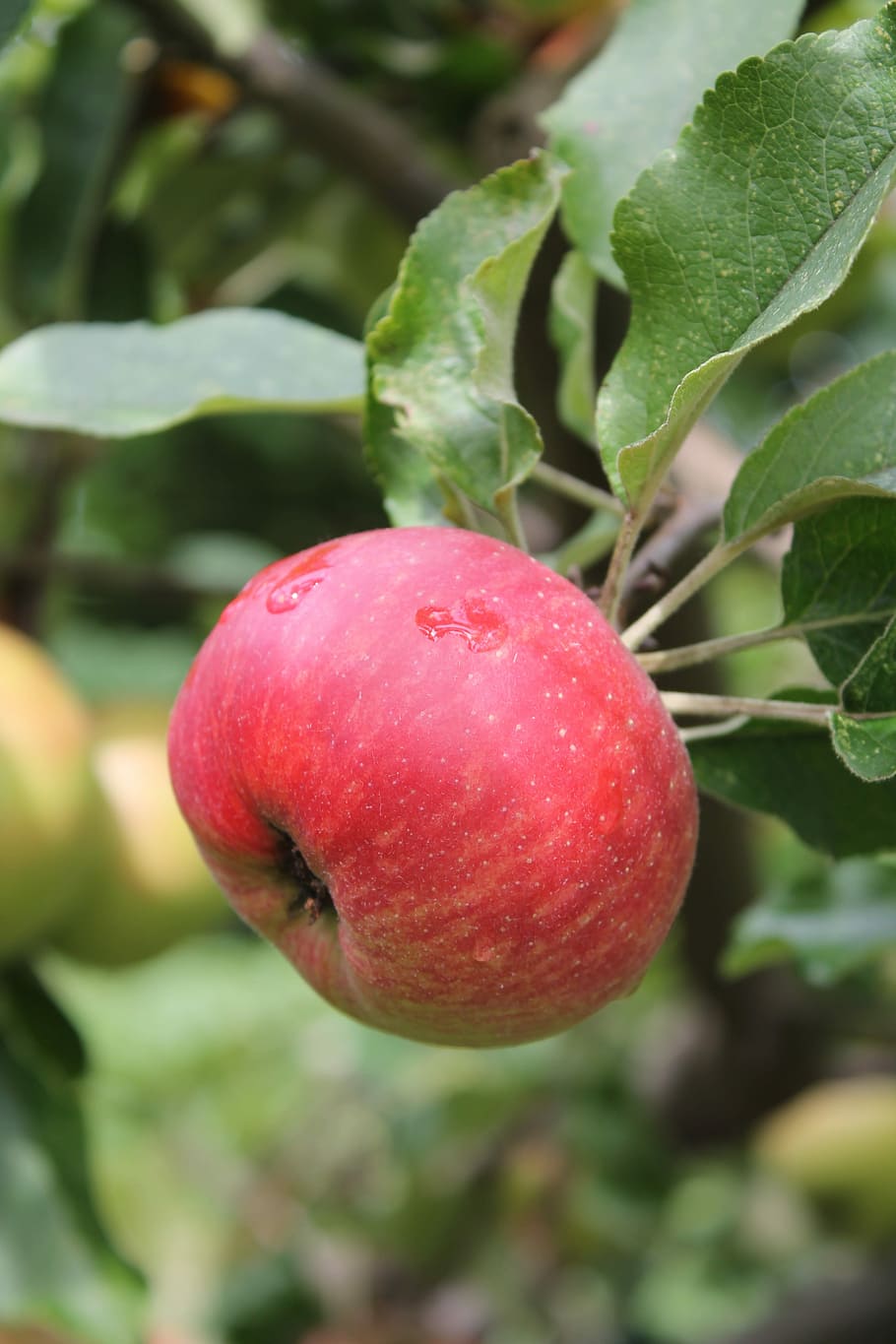 Apple, Tree, summer, red, food and drink, fruit, agriculture HD wallpaper