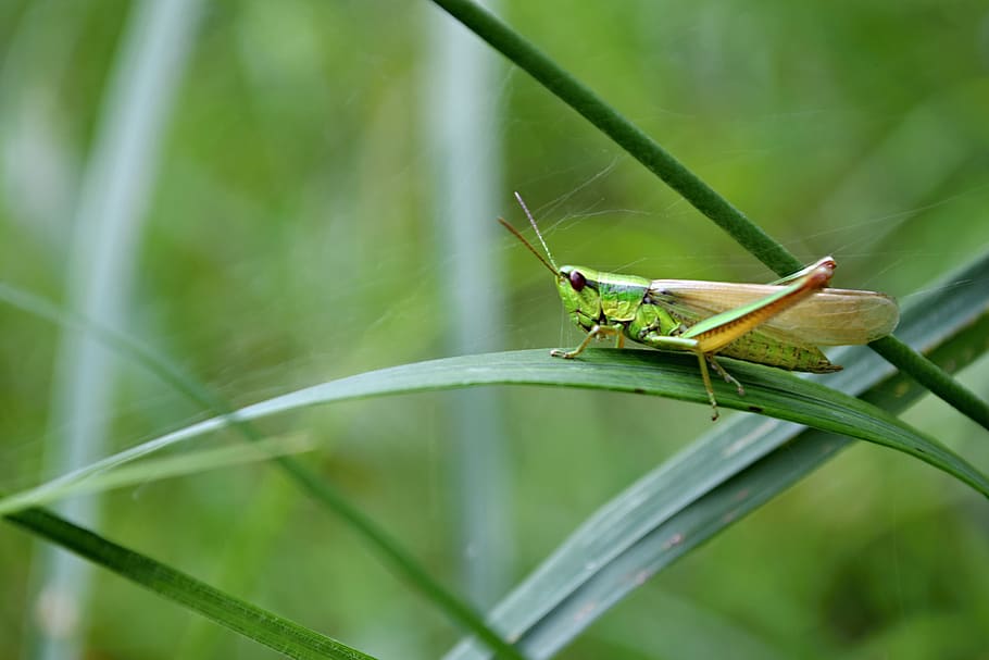 insects, nature, grass, macro, animals in the wild, animal wildlife HD wallpaper