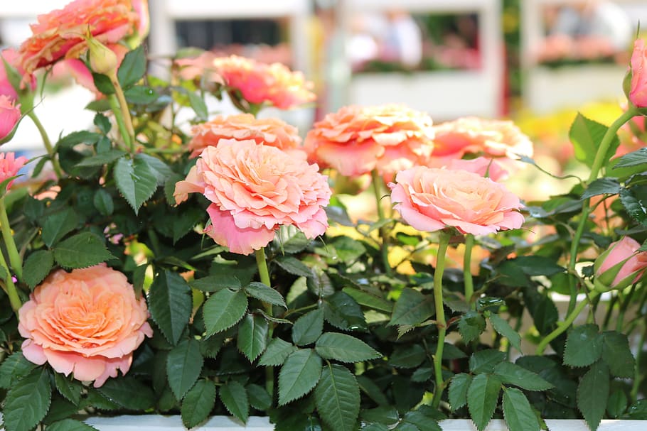 saigon, spring, flowering plant, beauty in nature, freshness HD wallpaper