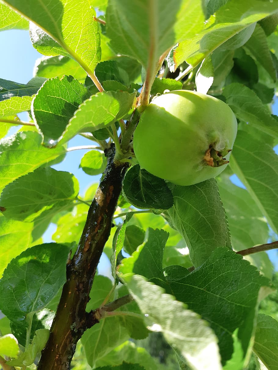 apple tree, garden, greens, leaf, plant part, green color, growth HD wallpaper