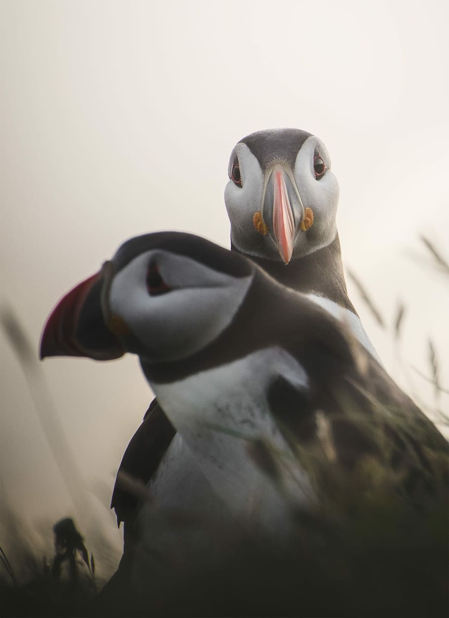 Puffin Sunset, photography of two puffin birds, wildlife, field, HD wallpaper