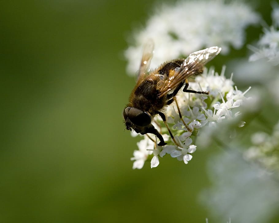 Nature, Flower, Bee, Insect, Spring, blossom, flowering, plants HD wallpaper