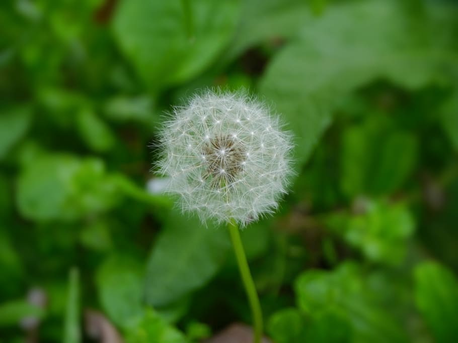 dandelion, fluff, flowers, species, seed, white, green, fly, HD wallpaper