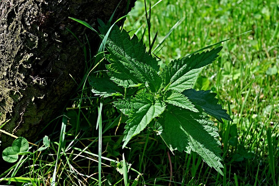 Nettle, Macro, Strain, Grass, Shadow, nature, leaf, green Color HD wallpaper